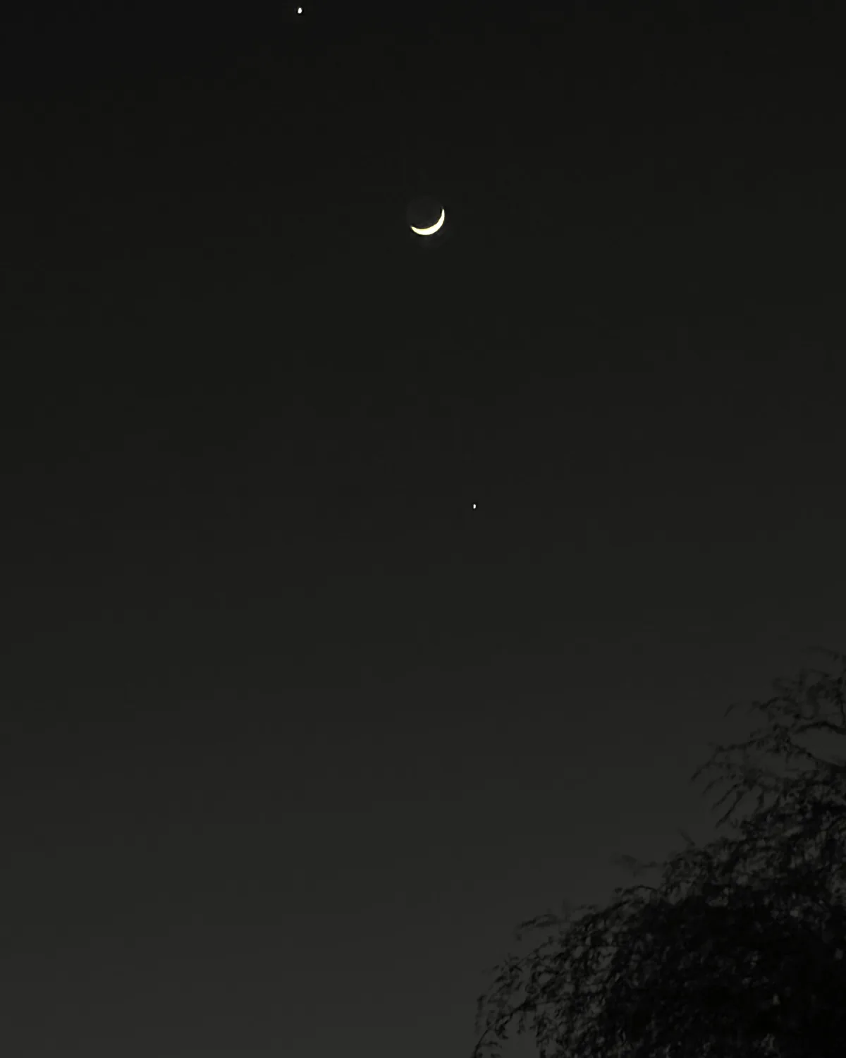 Crescent moon over a tree